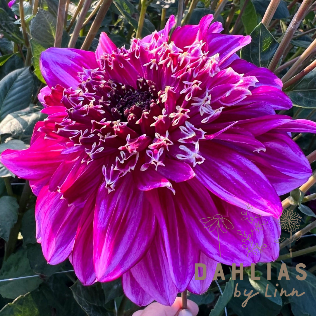 Dahlia Richard's Fortune Nyhet!