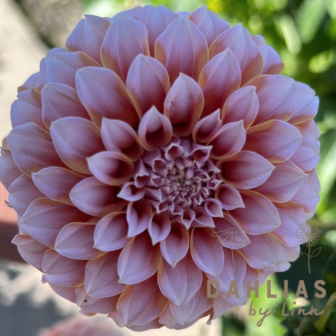 Dahlia Peaches