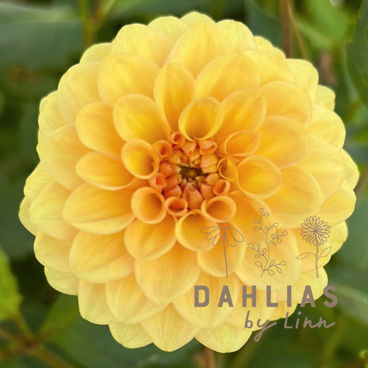 Dahlia Golden Scepter UTGÅR!