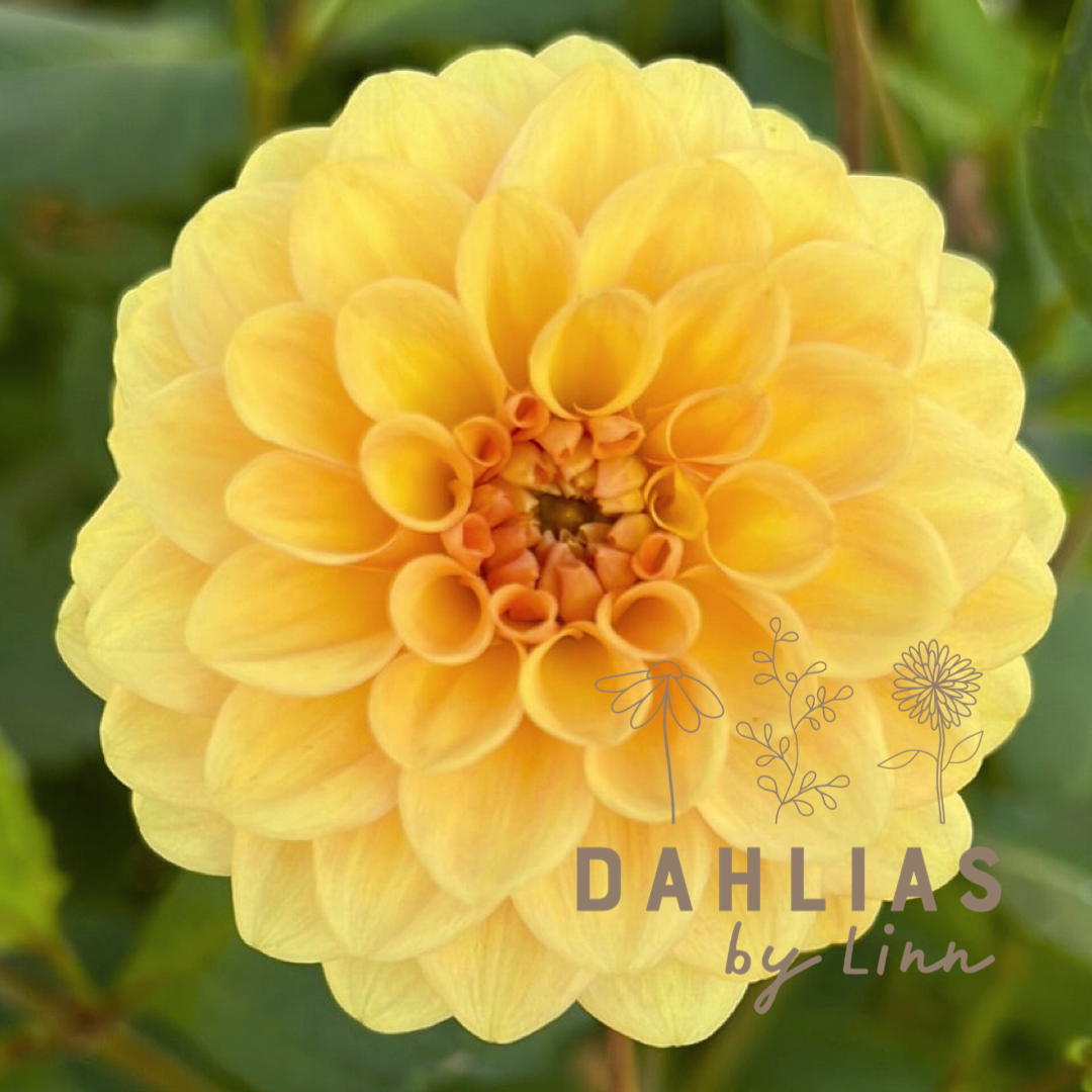Dahlia Golden Scepter UTGÅR!