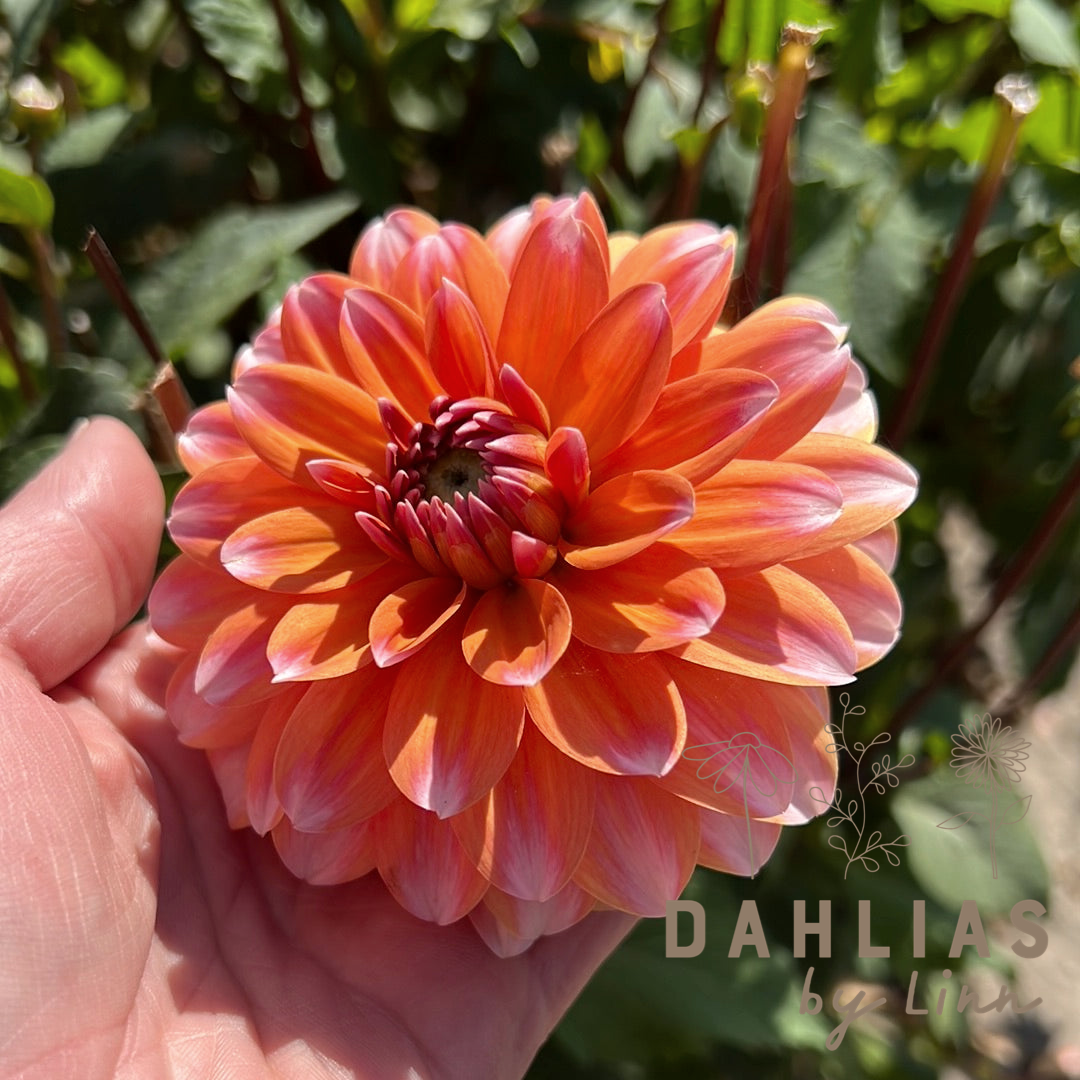 Dahlia Peaches and Vanilla
