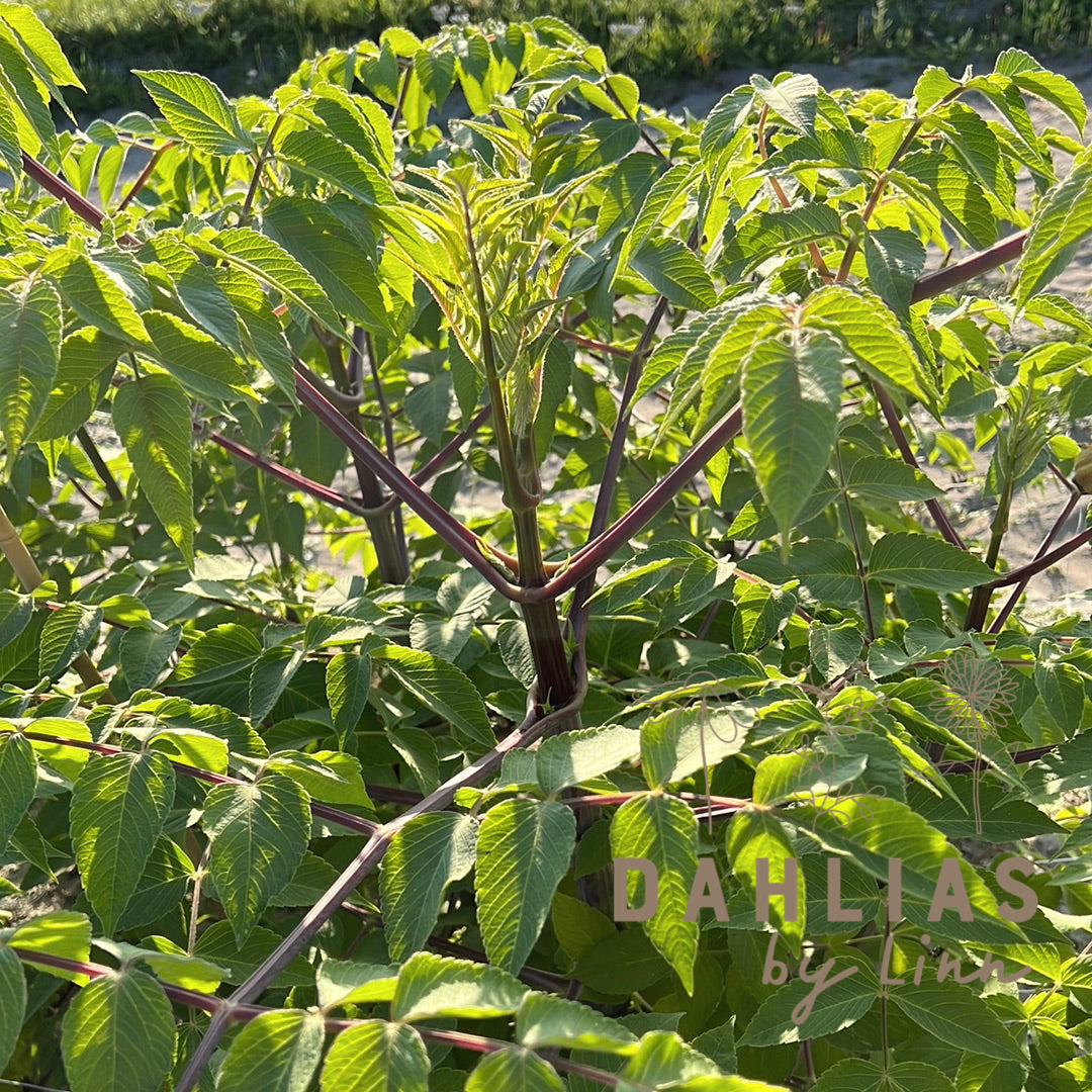 Dahlia Imperialis