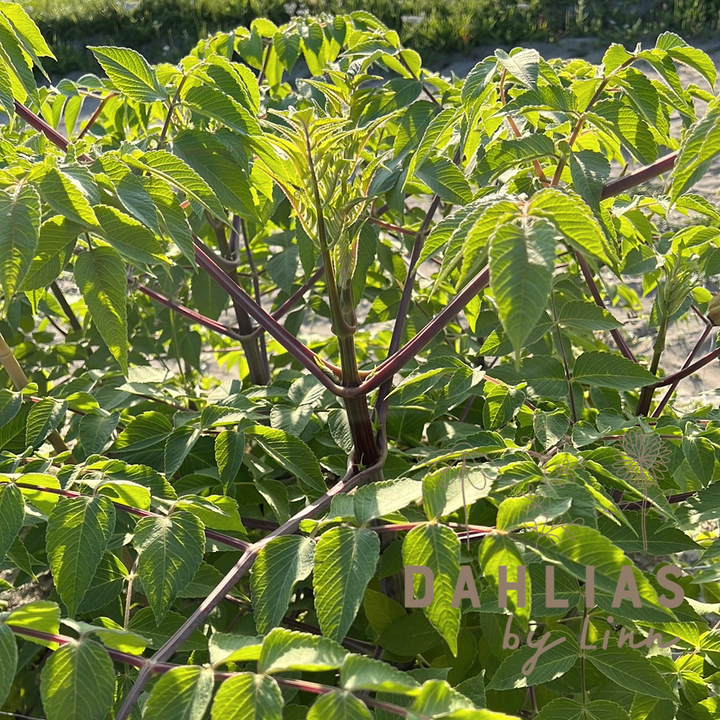Dahlia Imperialis