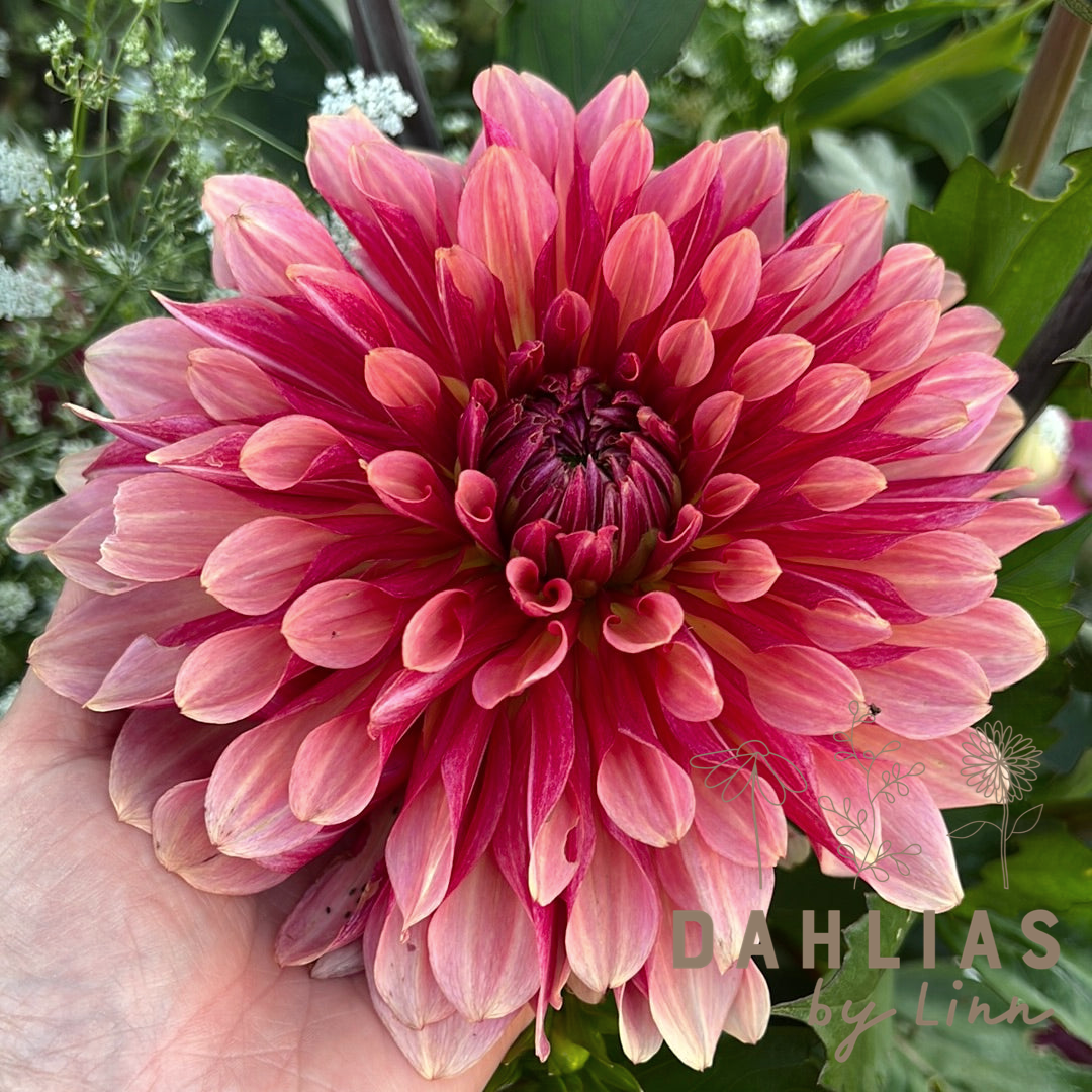 Dahlia Misses Dutch