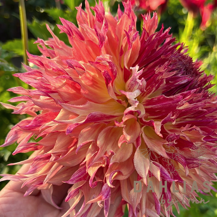 Dahlia Myrtle´s Folly