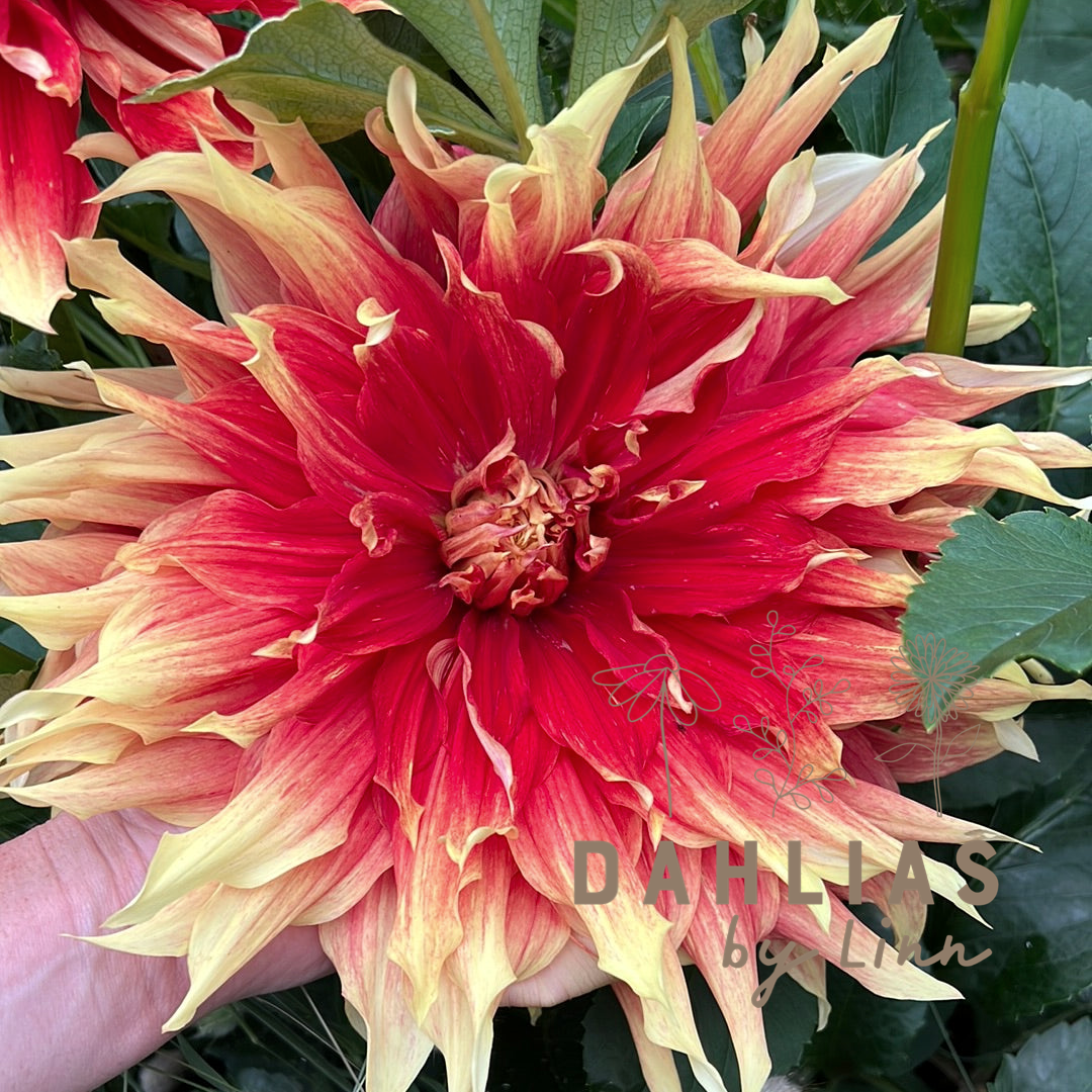 Dahlia Autumn Sunburst