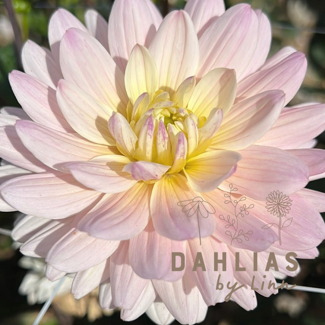 Dahlia Diana's Mamory