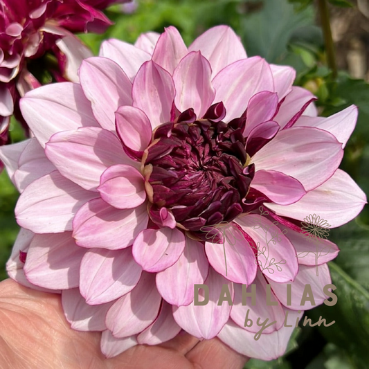 Dahlia Creme de Cassis