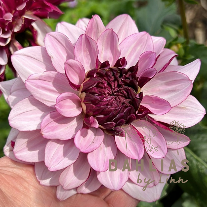 Dahlia Creme de Cassis UTGÅR!