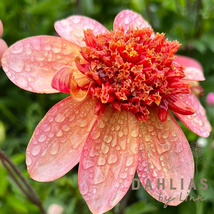 Dahlia Totally Tangerine