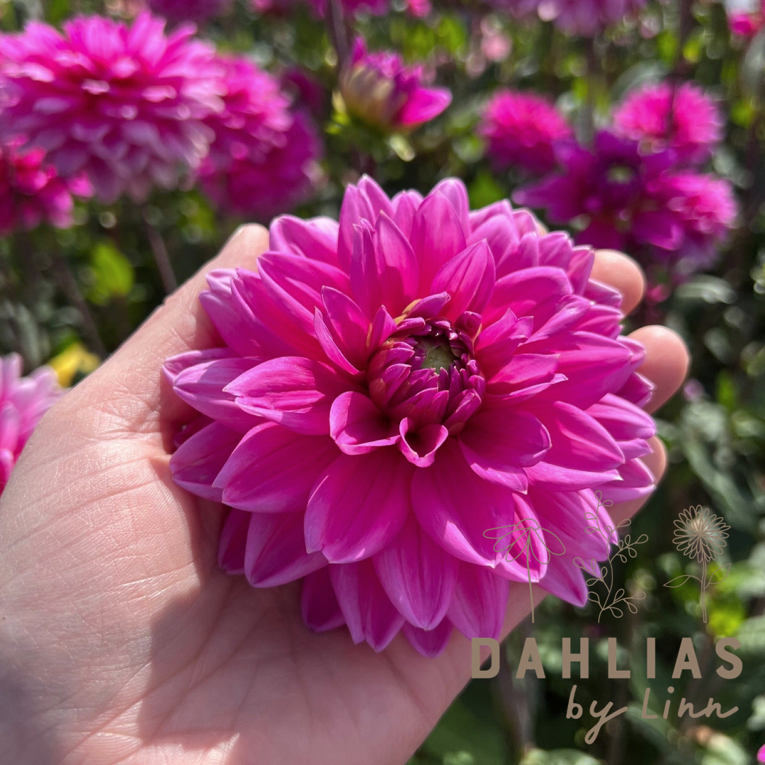 Dahlia Nashville