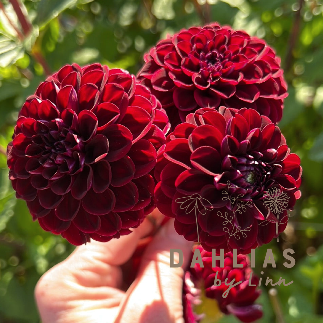 Dahlia Dark Spirit