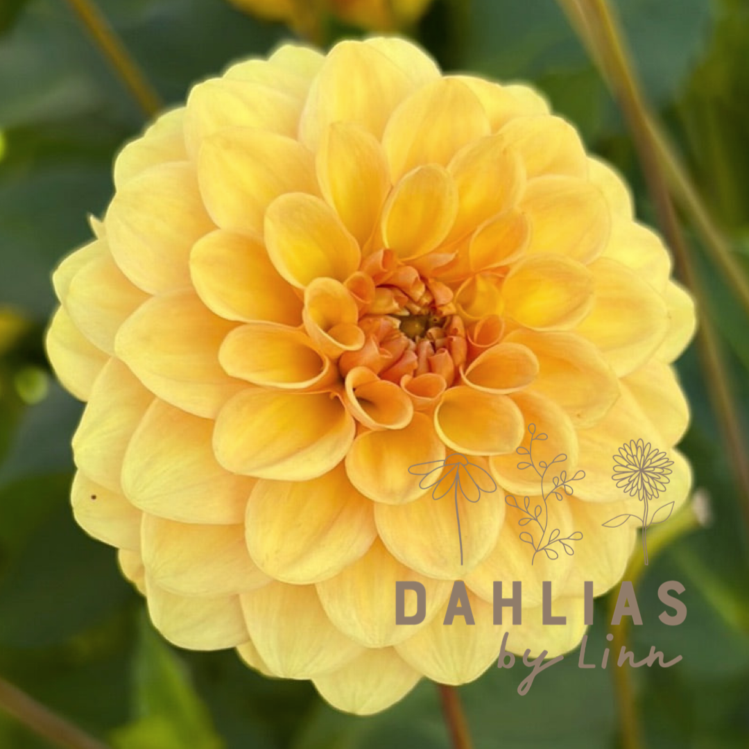 Dahlia Golden Scepter UTGÅR!
