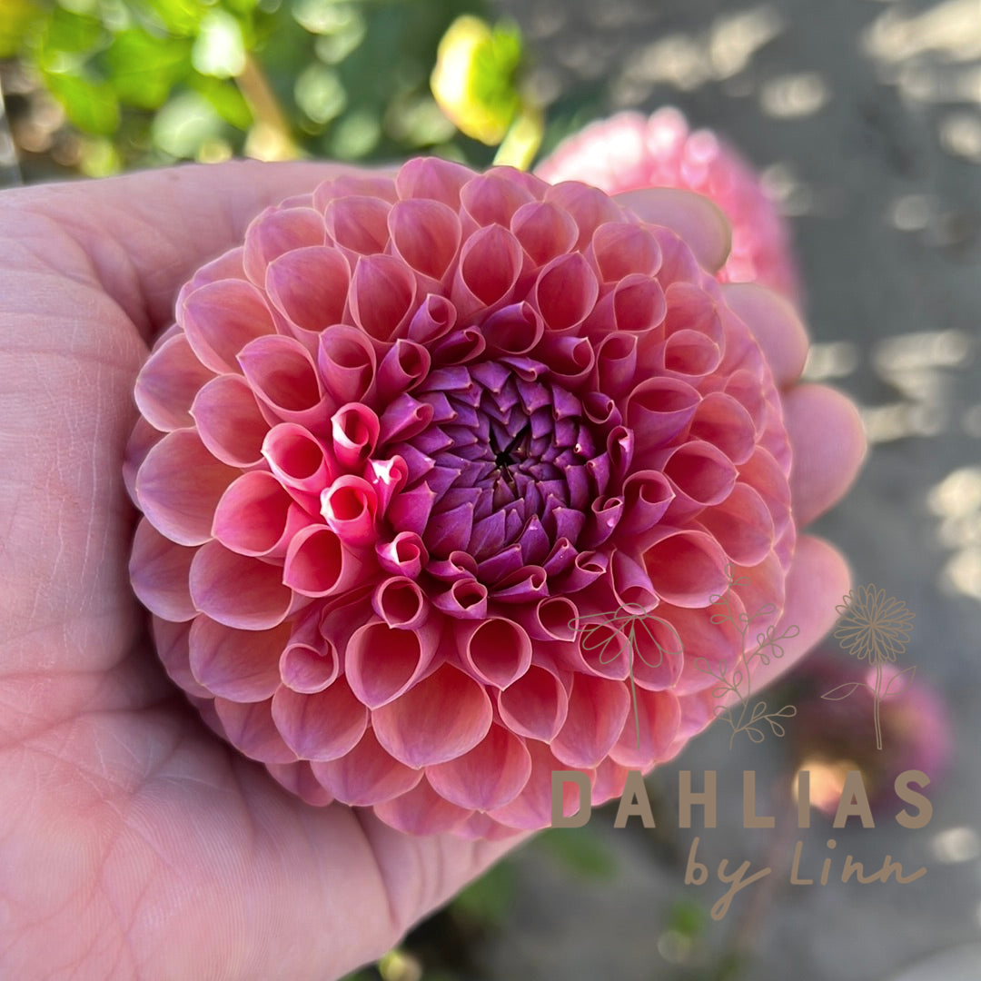 Dahlia Jowey Winnie UTGÅR! Alt. Caitlyns joy