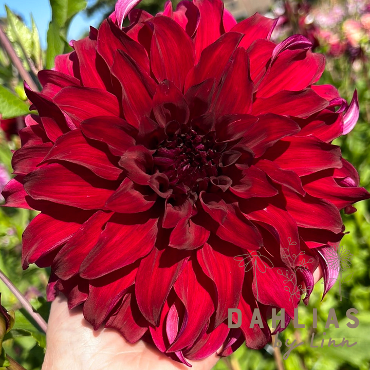 Dahlia Spartacus