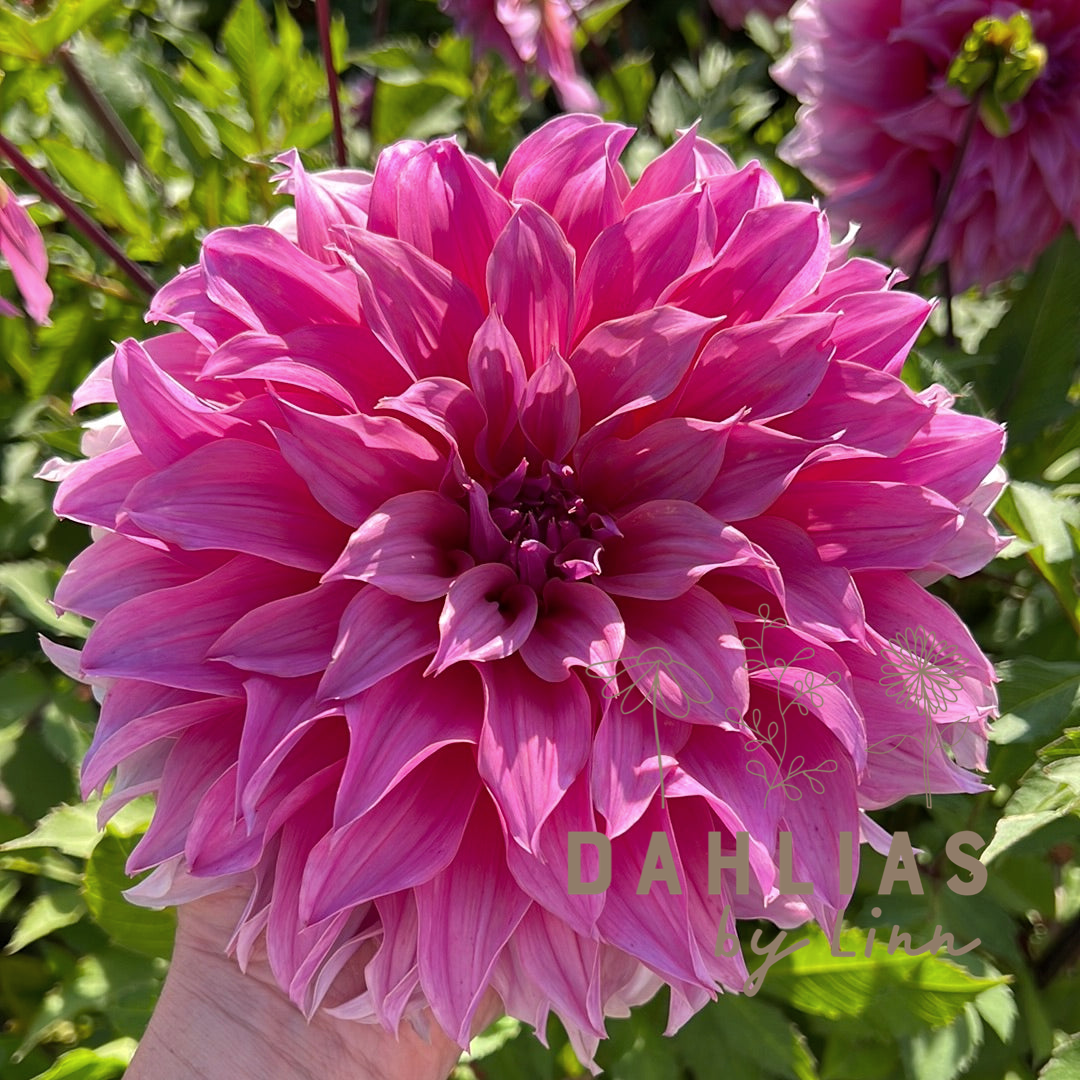 Dahlia Arthur Hambley