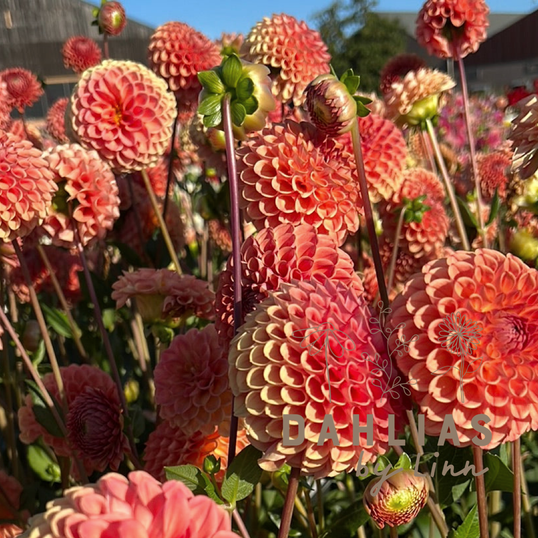 Dahlia Cornel Bronze