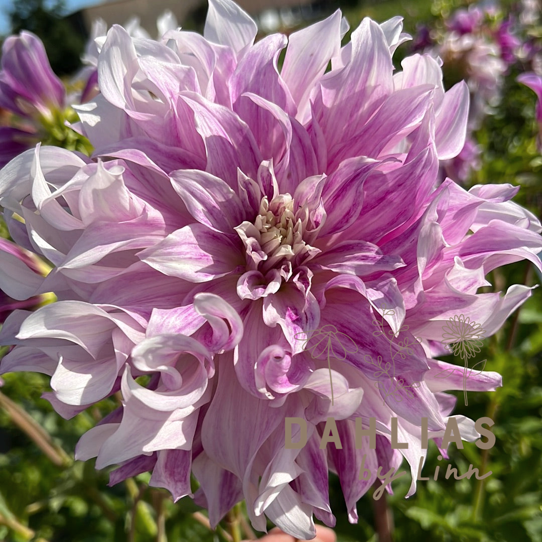 Dahlia Bristol Stripe Utgår!