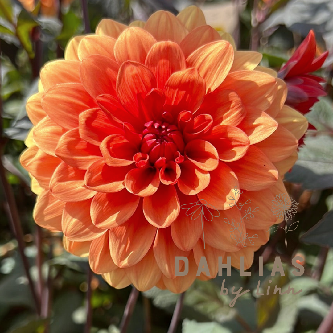 Dahlia David Howard Utgår!