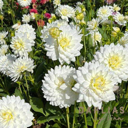 Dahlia White Swan