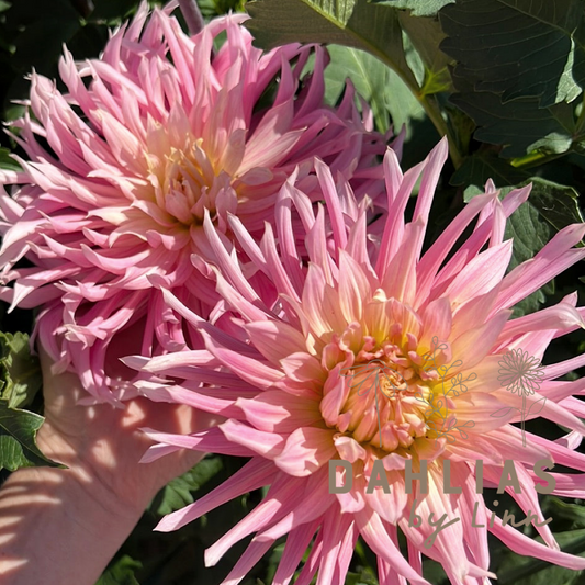 Dahlia Hollyhill Cotton Candy