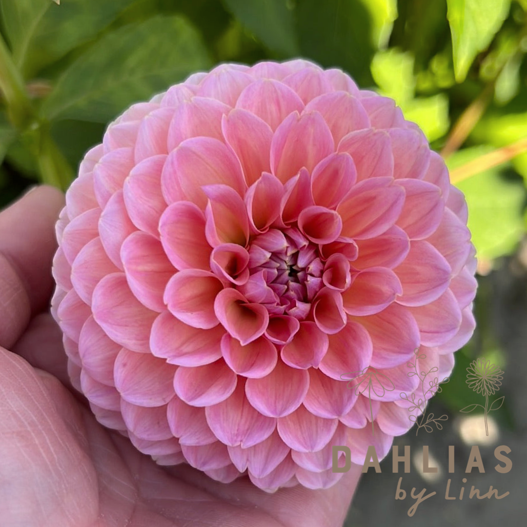 Dahlia Linda´s Baby Utgår!