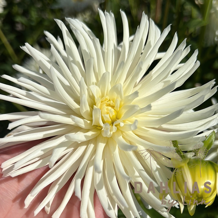 Dahlia Playa Blanca