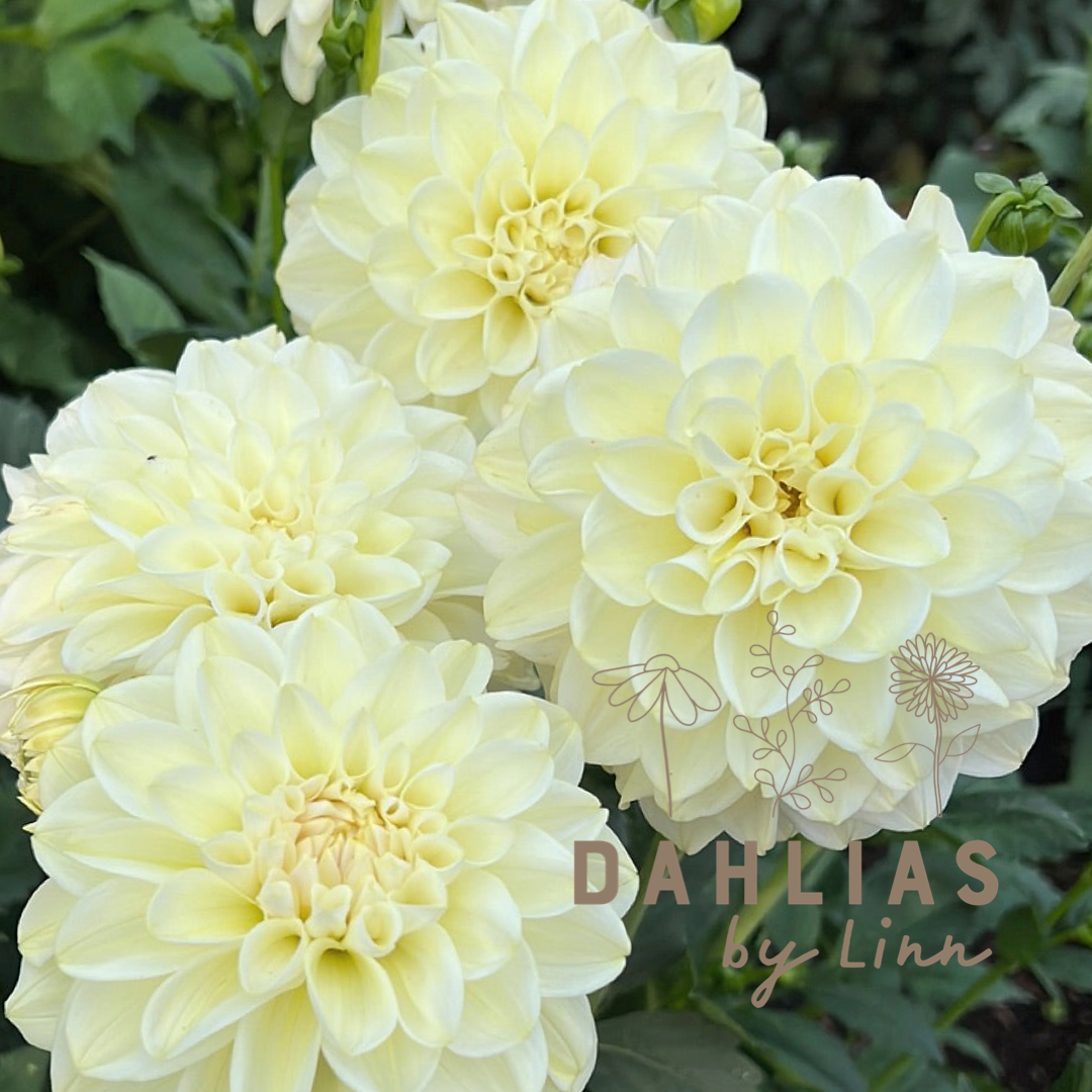 Dahlia Caramel Antique