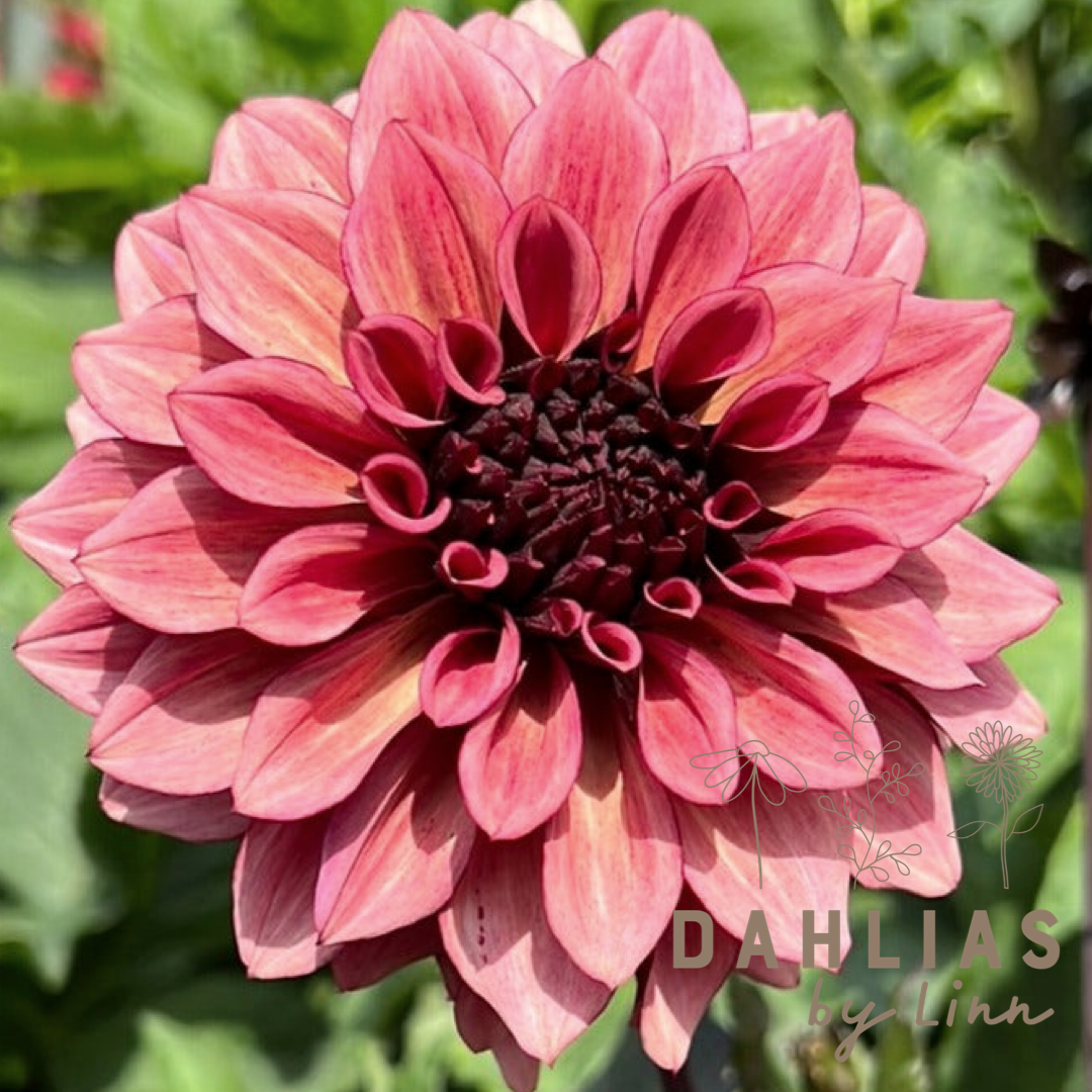 Dahlia Night Silence