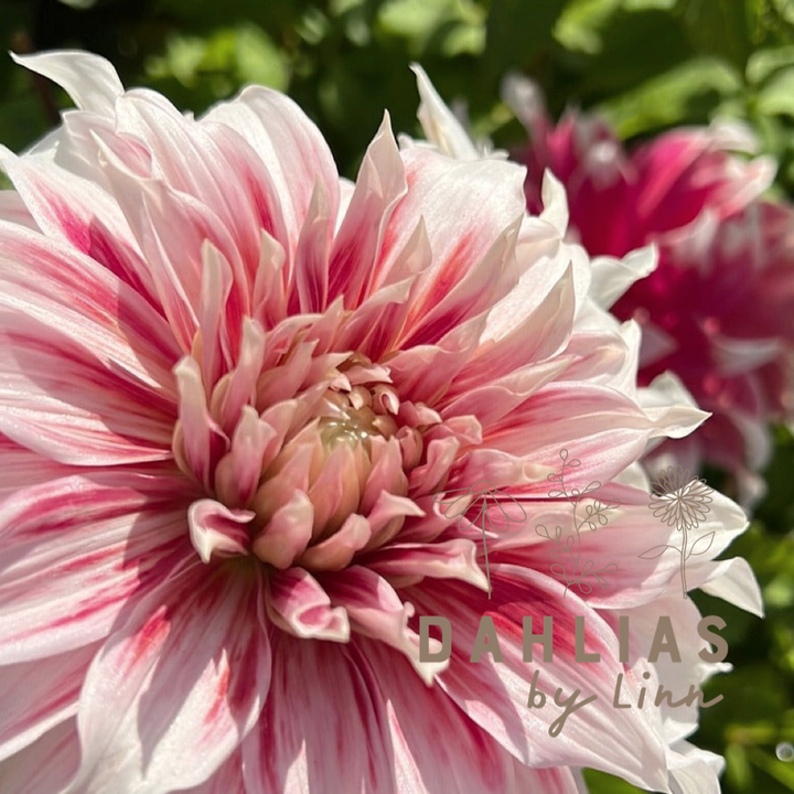 Dahlia Frost Nip