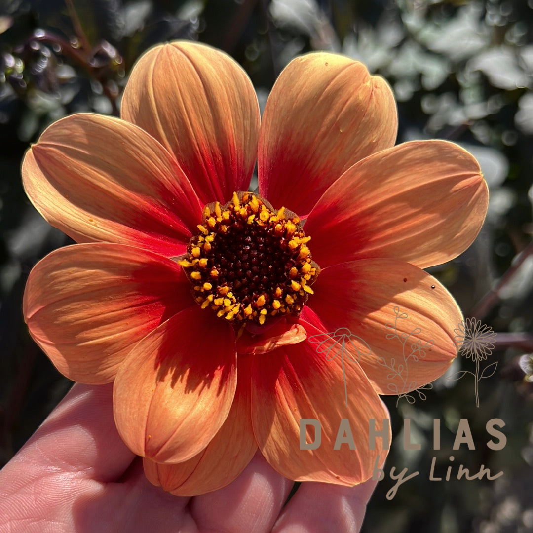 Dahlia HS Date ®