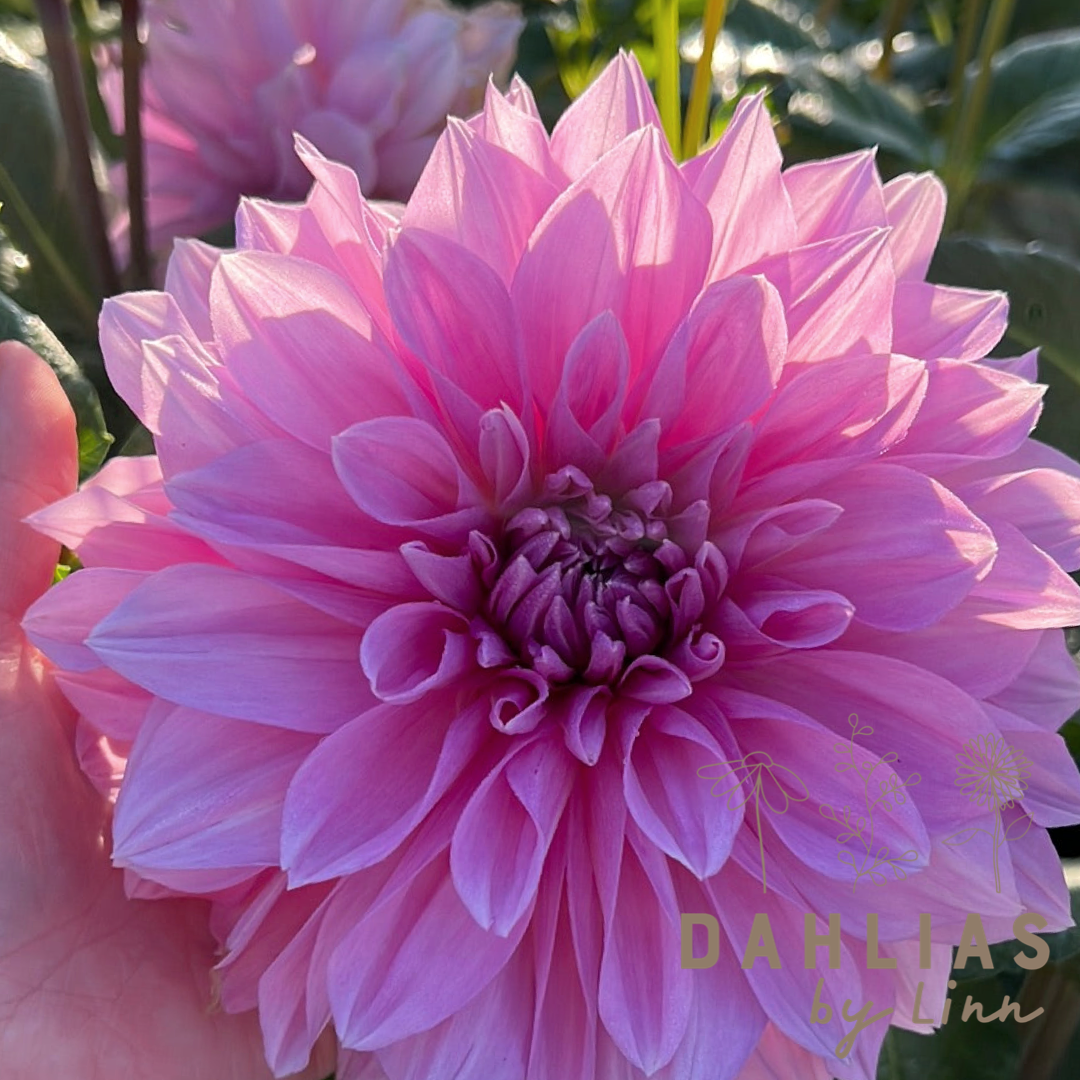 Dahlia Lavender Perfection