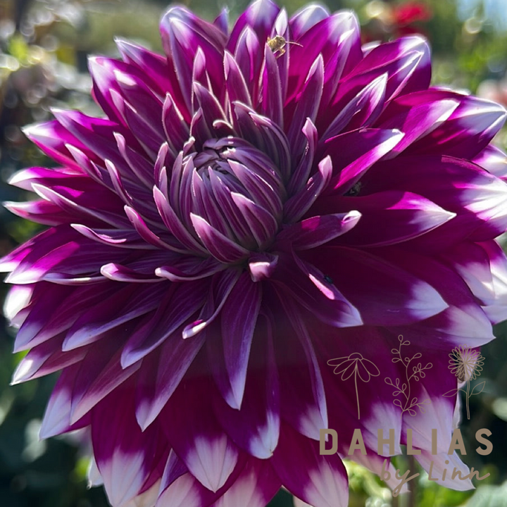 Dahlia Louis Walcher