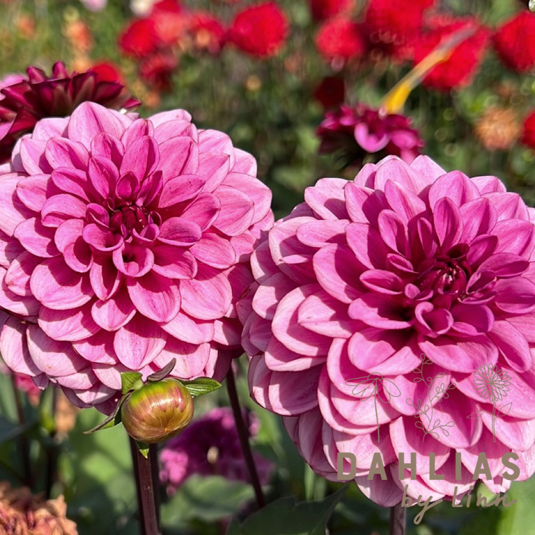 Dahlia Laughing Lizza – Dahlias By Linn