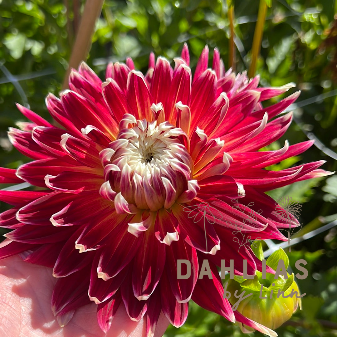 Dahlia Akita Utgår!