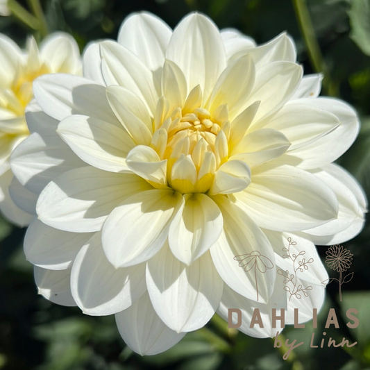 Dahlia White Onesta