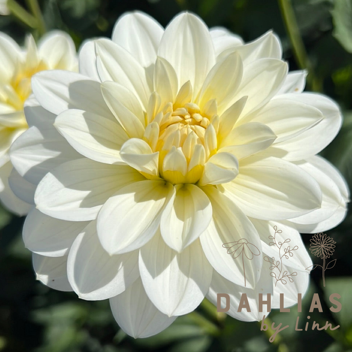 Dahlia White Onesta Utgår!