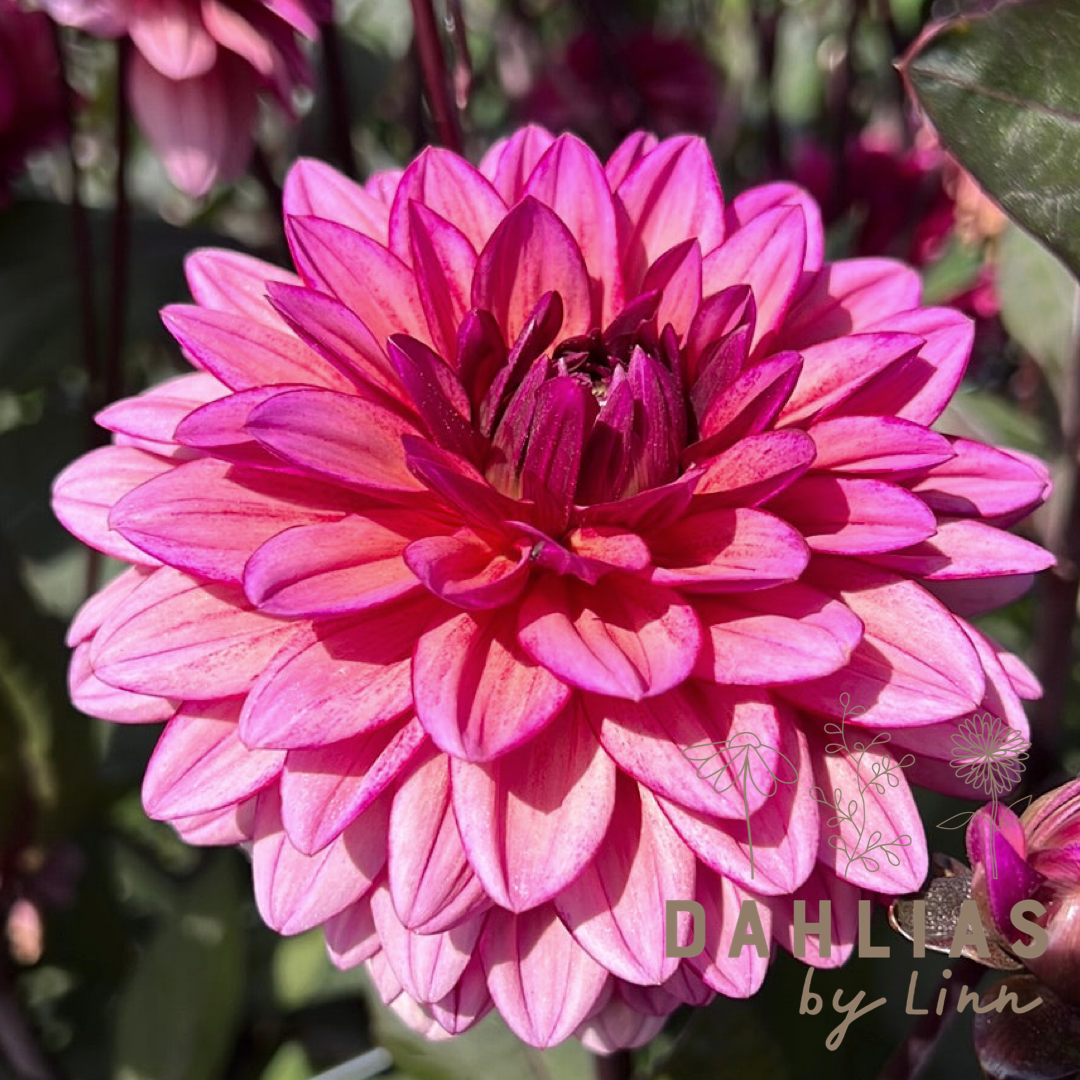 Dahlia Molly Raven