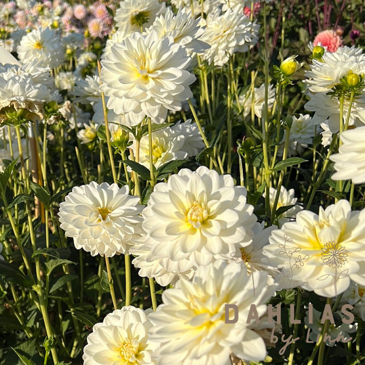 Dahlia White Onesta Utgår!