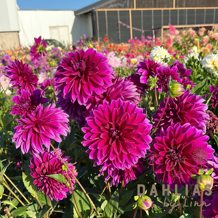 Dahlia Le Baron