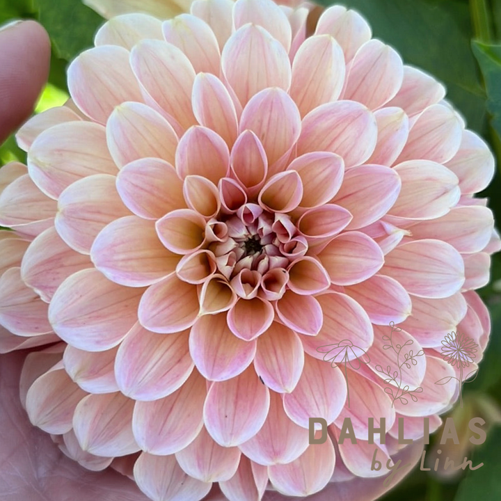 Dahlia Nathalie G Utgår!