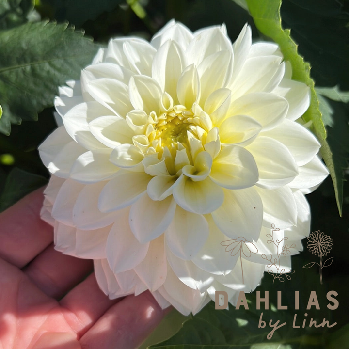 Dahlia Polar Ice