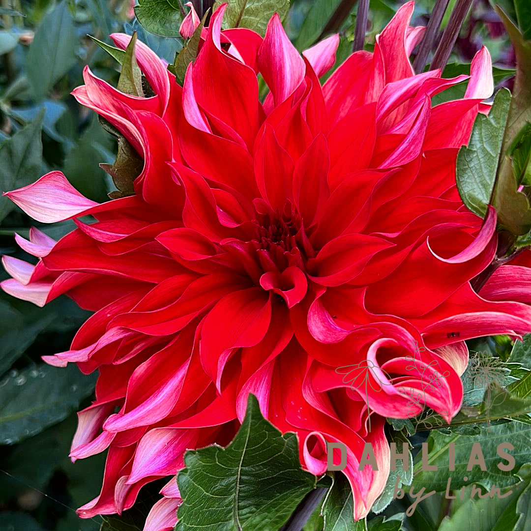 Dahlia Red Labyrinth – Dahlias By Linn