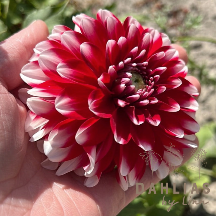 Dahlia Little Tiger