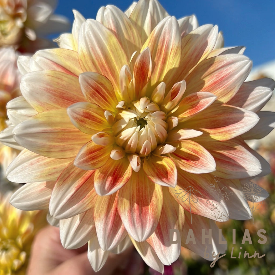 Dahlia Peaches and Cream Utgår!