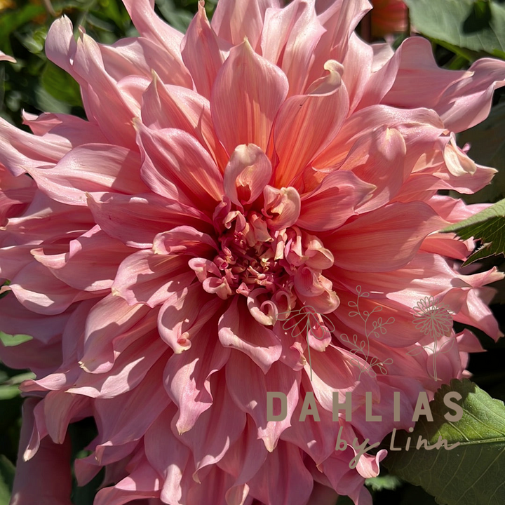 Dahlia Islander