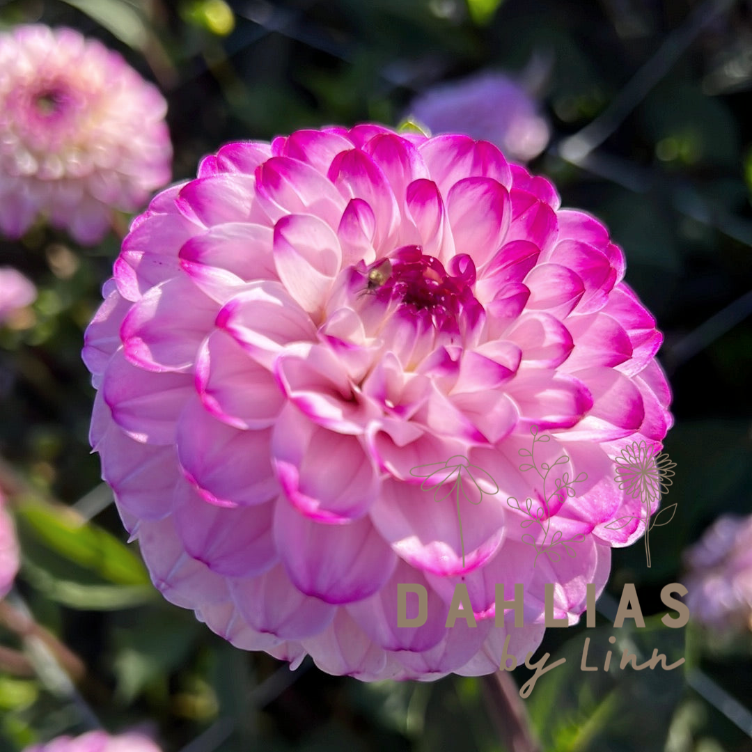 Dahlia Genova