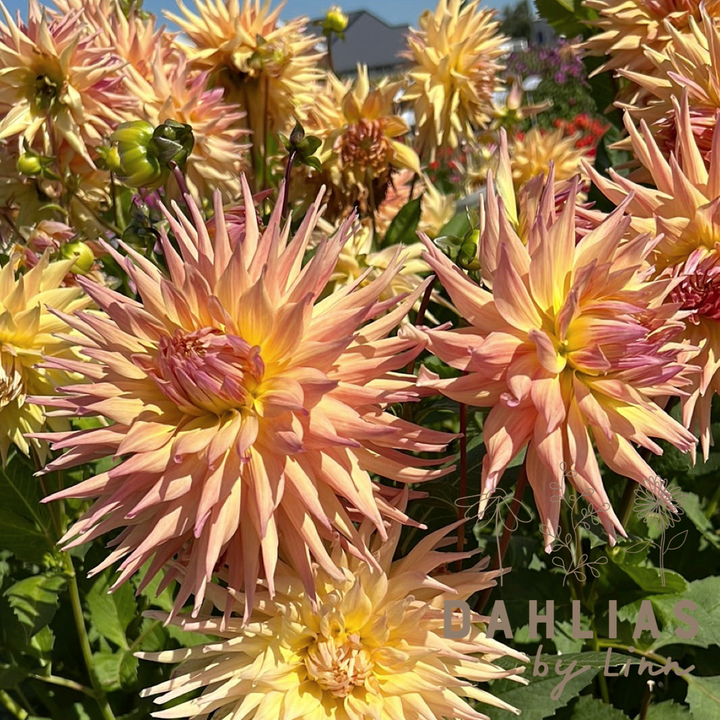 Dahlia Penhill Autumn Shade