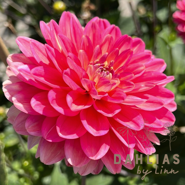 Dahlia Melody Allegro