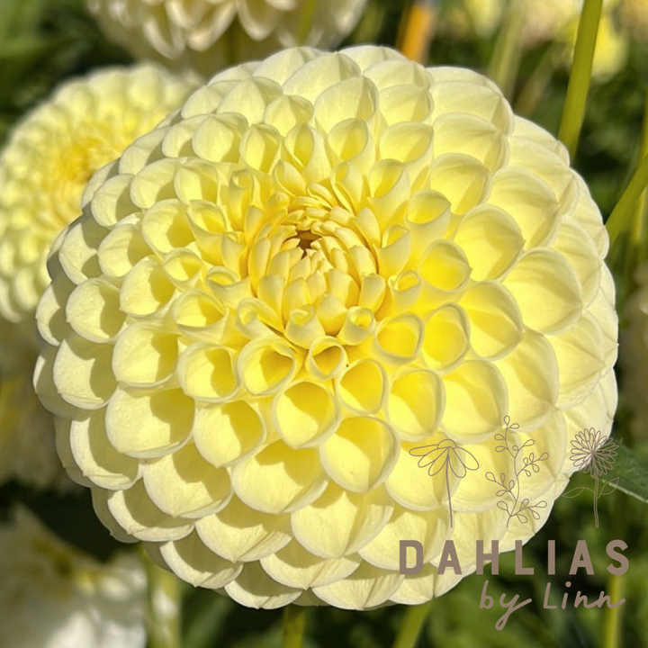 Dahlia Polventon Supreme
